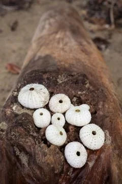 Round seashells on log Stock Photos