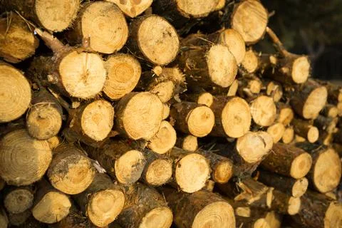 Round sections of logs in a stack with firewood close-up - wooden rural backg Stockfoto's
