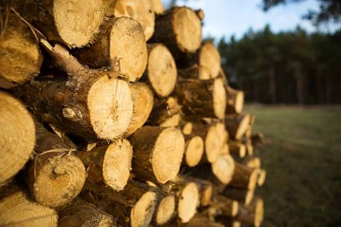 Round sections of logs in a stack with firewood close-up - wooden rural backg Foto stock