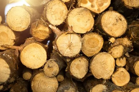 Round sections of logs in a stack with firewood close-up - wooden rural backg Stock Photos