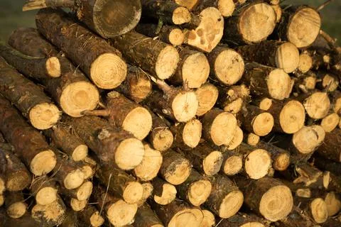 Round sections of logs in a stack with firewood close-up - wooden rural backg Foto stock