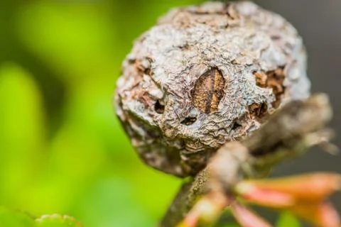 Round seedpod with rough shell 库存照片