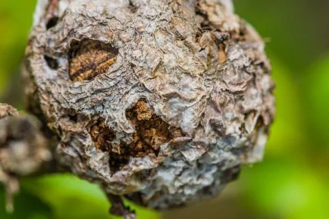Round seedpod with rough shell Stock Photos