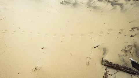 Round sequential footprints on a sandy beach Stock Photos