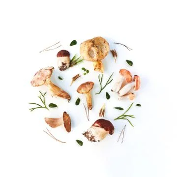 Round shape Autumn pattern of fresh forest mushrooms on a white background Stock Photos