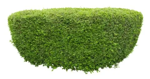 Round shape bush Stock Photos
