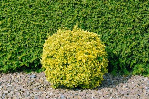 Round Shape Bush Stock Photos