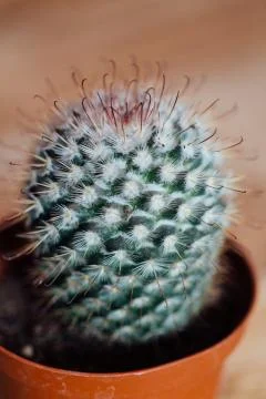 Round shape cactus in brown plastic pot. Stock Photos