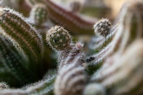Round shape cactus with sharp spikes close up Stock Photos