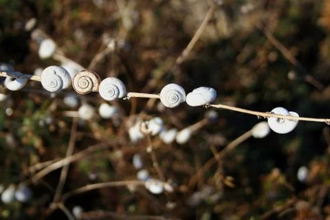 Round shell on a branch in a row. Stock Photos