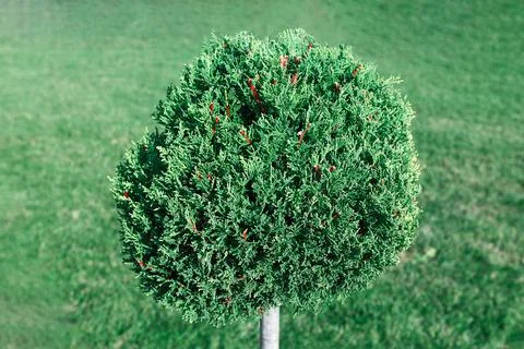 Round Shrub Stock Photos