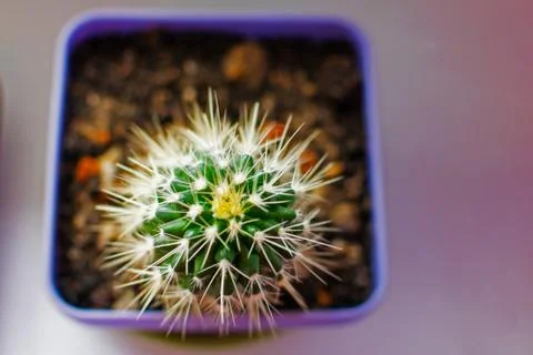 Round spiny cactus in a pot on the windowsill Stock Photos