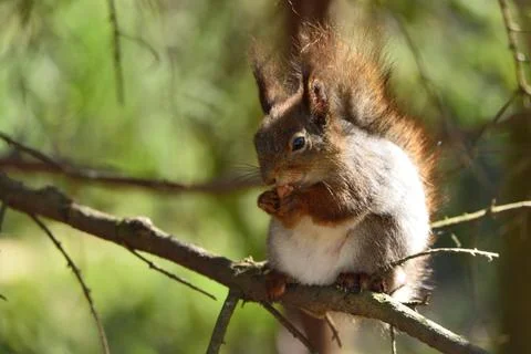 A round squirrel sitting on tree branch and eating a nut. Seurasaari. Stock Photos