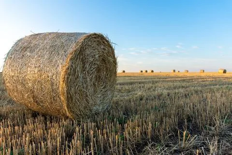A round stack of straw lies on the field Stock Photos