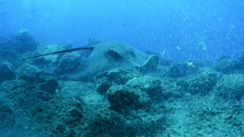Round stingray gliding over rocky reef Tenerife Stock Footage 330271881