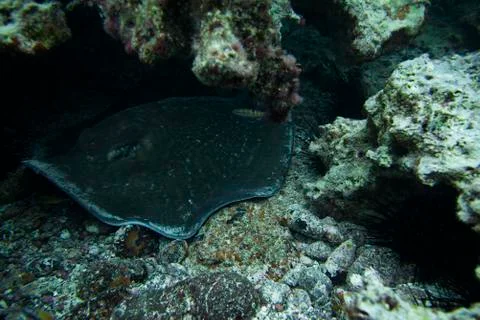 Round Stingray Stock Photos