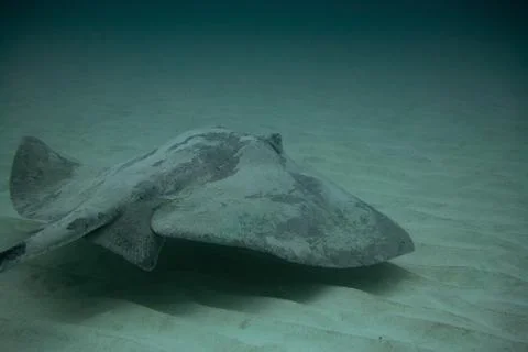 Round Stingray Stock Photos