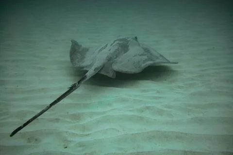 Round Stingray Stock Photos