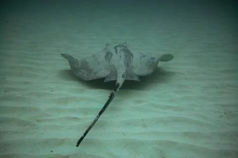 Round Stingray Stock Photos