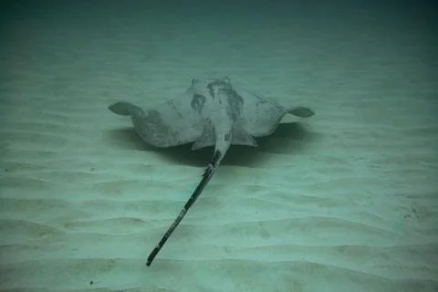 Round Stingray Stock Photos