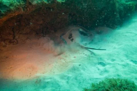 Round Stingray Stock Photos