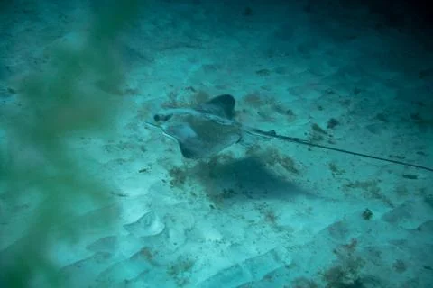 Round Stingray Stock Photos
