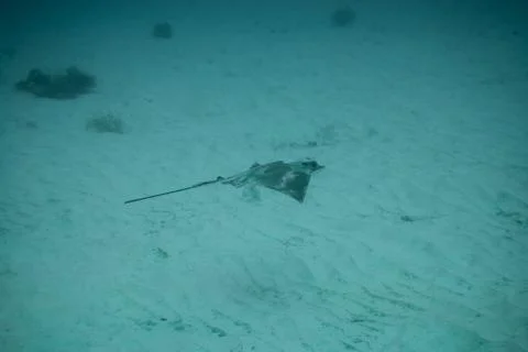Round Stingray Stock Photos