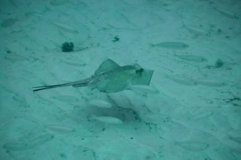 Round Stingray Foto stock