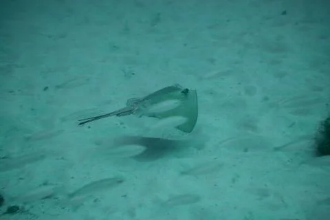 Round Stingray Stock Photos