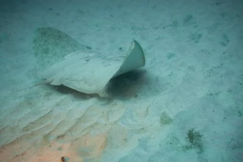 Round Stingray Stock Photos