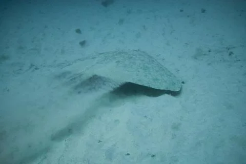 Round Stingray Stock Photos