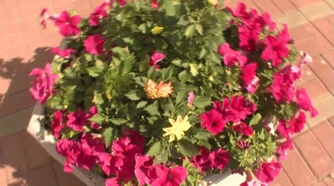 Round stone bed with pink flowers Stock Footage 5083441