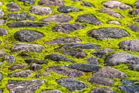 Round stones interlock creating pathway. Vibrant green moss fills space betwe Stock Photos