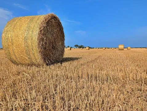 Round straw bails in a field Foto stock