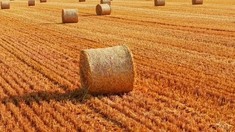 Round straw bale across textured harvested farmland. Crop stubble pattern with Stock Footage 342501649