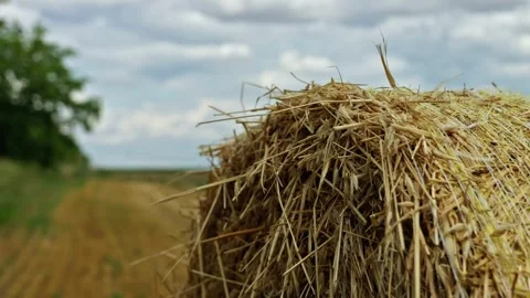 Round Straw Bale Close Up in Field Stock Footage 339771716