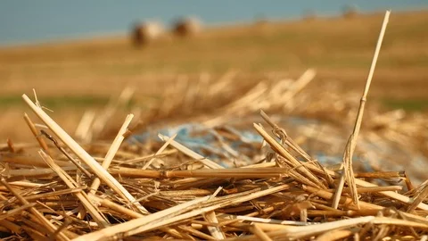 Round straw bale on the field. 4K resolution dolly shot. Close up. Stock Footage 115595659