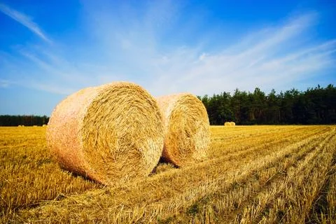 Round straw bales on the field . Summer landscape. Stock Photos