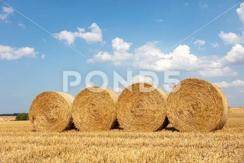 Round straw bales lie on the field after the grain harvest Stock Photos