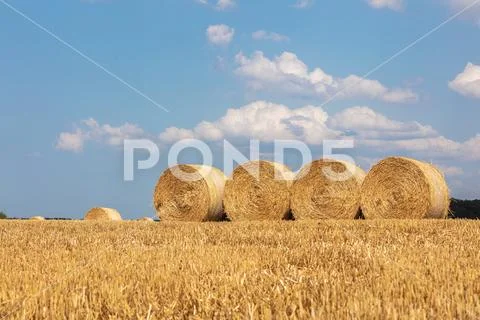 Round straw bales lie on the field after the grain harvest Stock Photos