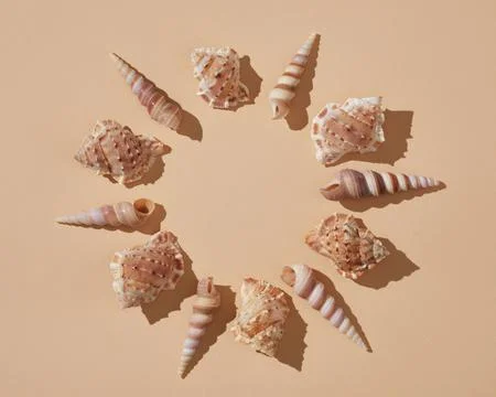 Round summer frame of brown seashells on beige background with hard shadows.  Stock Photos