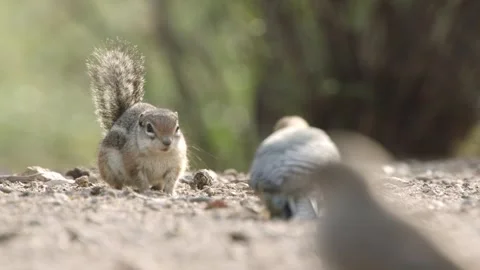 Round-tailed ground squirrel and gila woodpecker (Sonoran Desert,Arizona,USA) Stock Footage 267090886