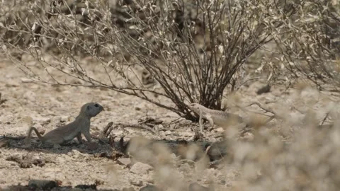 Round tailed ground squirrel and a lizard in the Sonoran desert, Arizona Stock Footage 277437731
