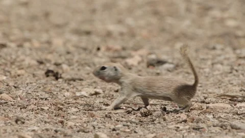 Round tailed ground squirrel and a lizard in the Sonoran desert, Arizona Stock Footage 277437739