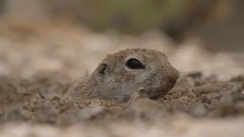  round tailed ground squirrel appears in the sand and shakes its head Stock Footage 277437706