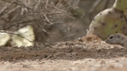 Round tailed ground squirrel  approaches cautiously  Stock Footage 277437699