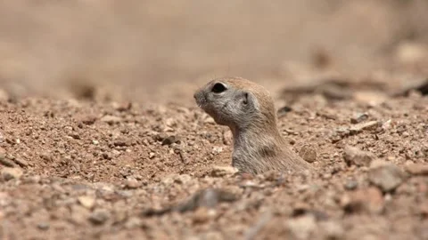 Round tailed ground squirrel is coming out of its burrow  Stock Footage 277437652