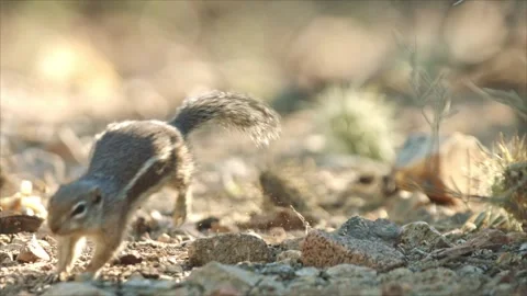 Round-tailed ground squirrel in the desert 库存影片 267090910