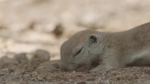 Round tailed ground squirrel digs in the sand  Stock Footage 277437683