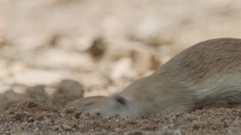 Round tailed ground squirrel digs in the sand and takes a sand bath 库存影片 277437685